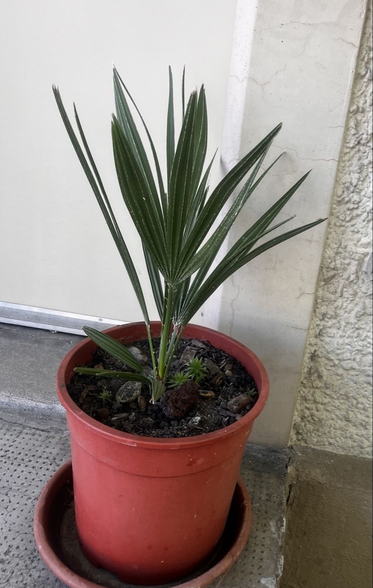 Piante & sementi: Palme, ca.50 cm. Gesunde, immergrüne – Usato da Möhlin venduto da mil_h55x 2