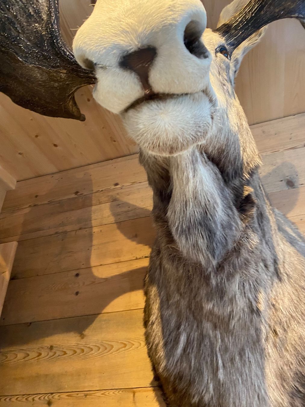 Il mondo degli animali: Elchkopf – Usato da Lenk im Simmental venduto da gwustu 4