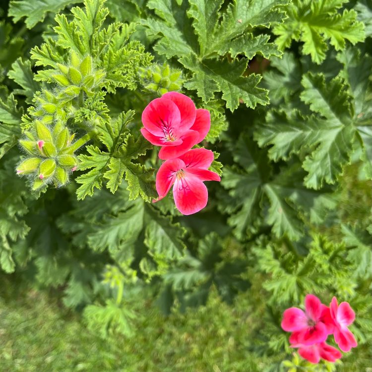 Sehr grosse, seltene DuftGeranie/Pelargonie Kaufen auf Ricardo