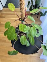 Philodendron painted lady