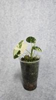 Alocasia Frydeck Variegata 
