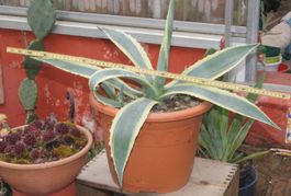Agave americana variegata - Dekorativ gelbgrün marmoriert