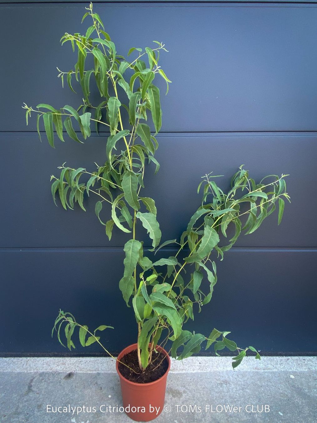 Piante & sementi: Corymbia Citriodora - Zitronen-Eukalyptus stark duftend – Nuovo e nell'imballaggio originale da Adliswil venduto da astom369 8