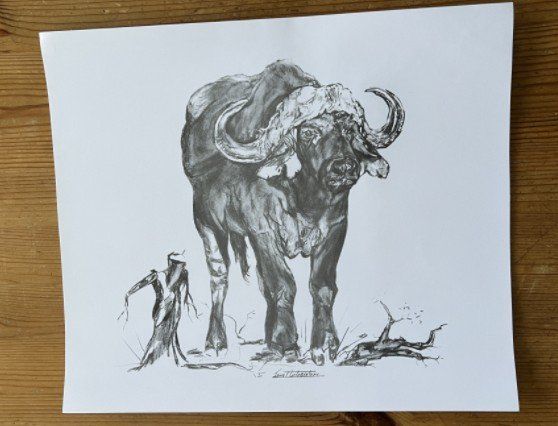 Foto & Immagini: Südafrika Big Five Zeichnung – Usato da Adlikon b.Regensdf venduto da hp0070_0
