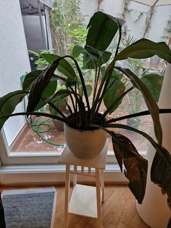 Weiß jemand, was das für eine Zimmerpflanze ist? (Blumen, Pflanzenpflege, Botanik