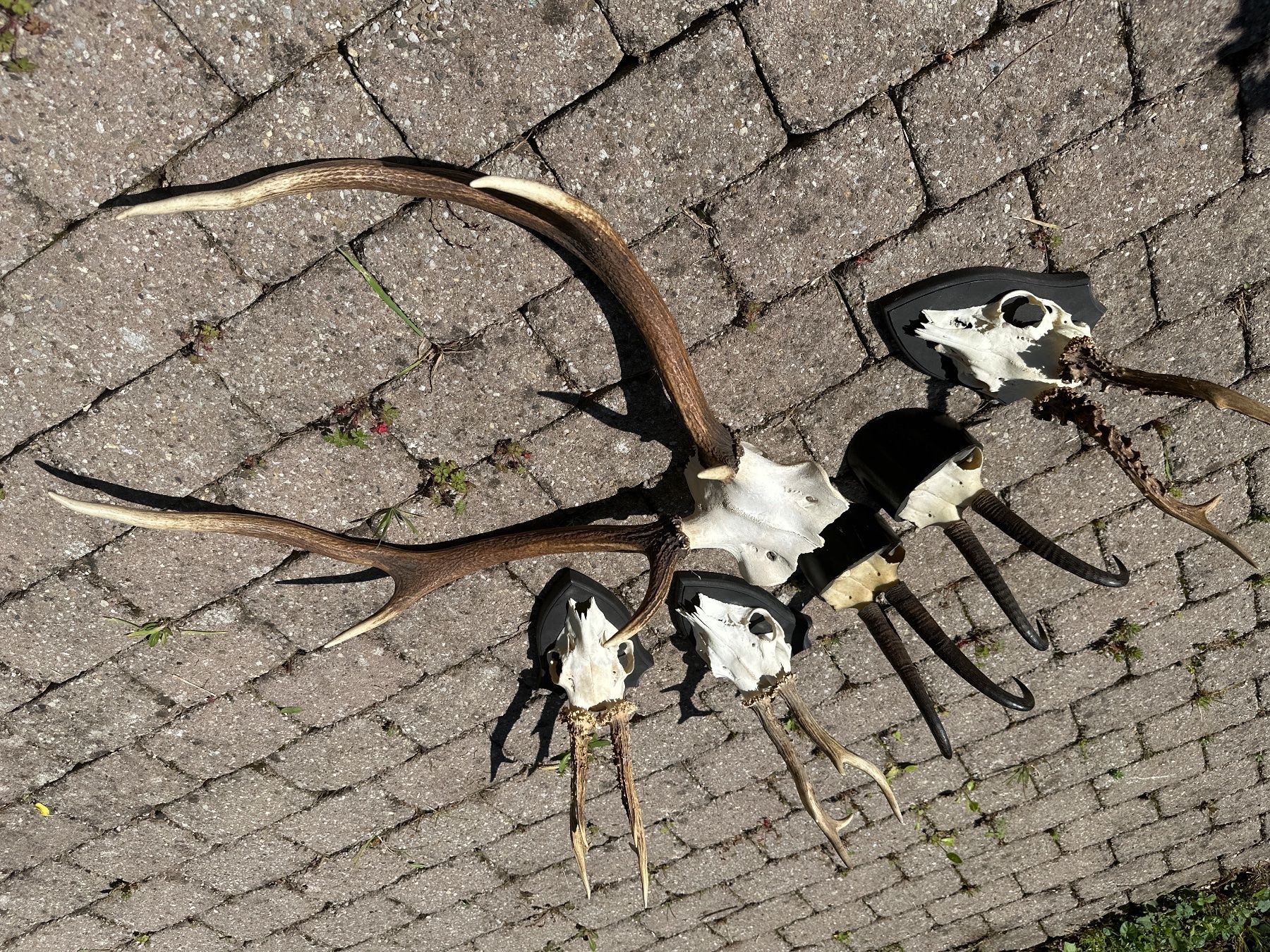 Tutte le decorazioni: Geweihe – Usato da Evilard venduto da Henusohaut 1