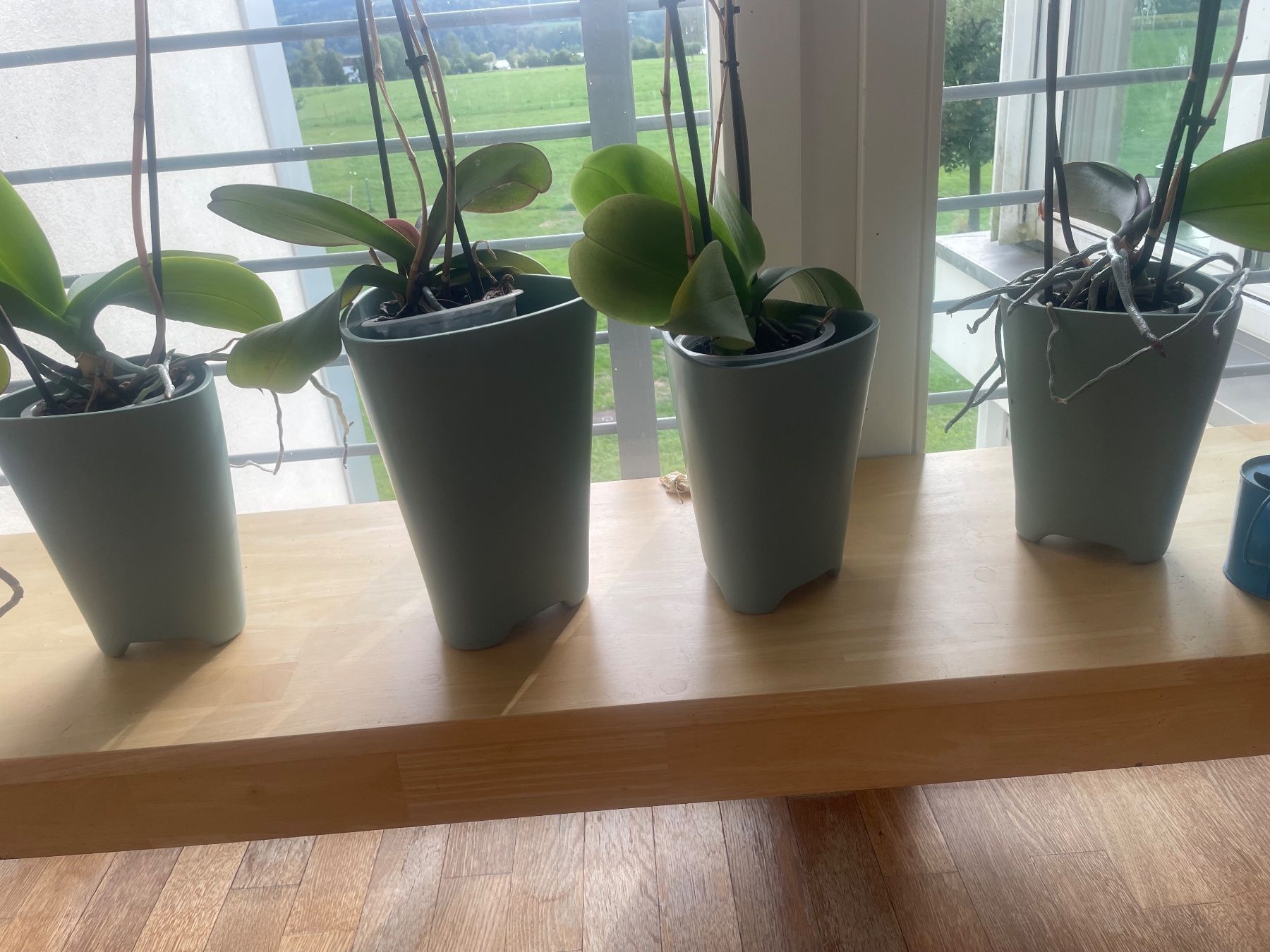 Panchine: Orchideenbank – Usato da Uster venduto da ruehan 1