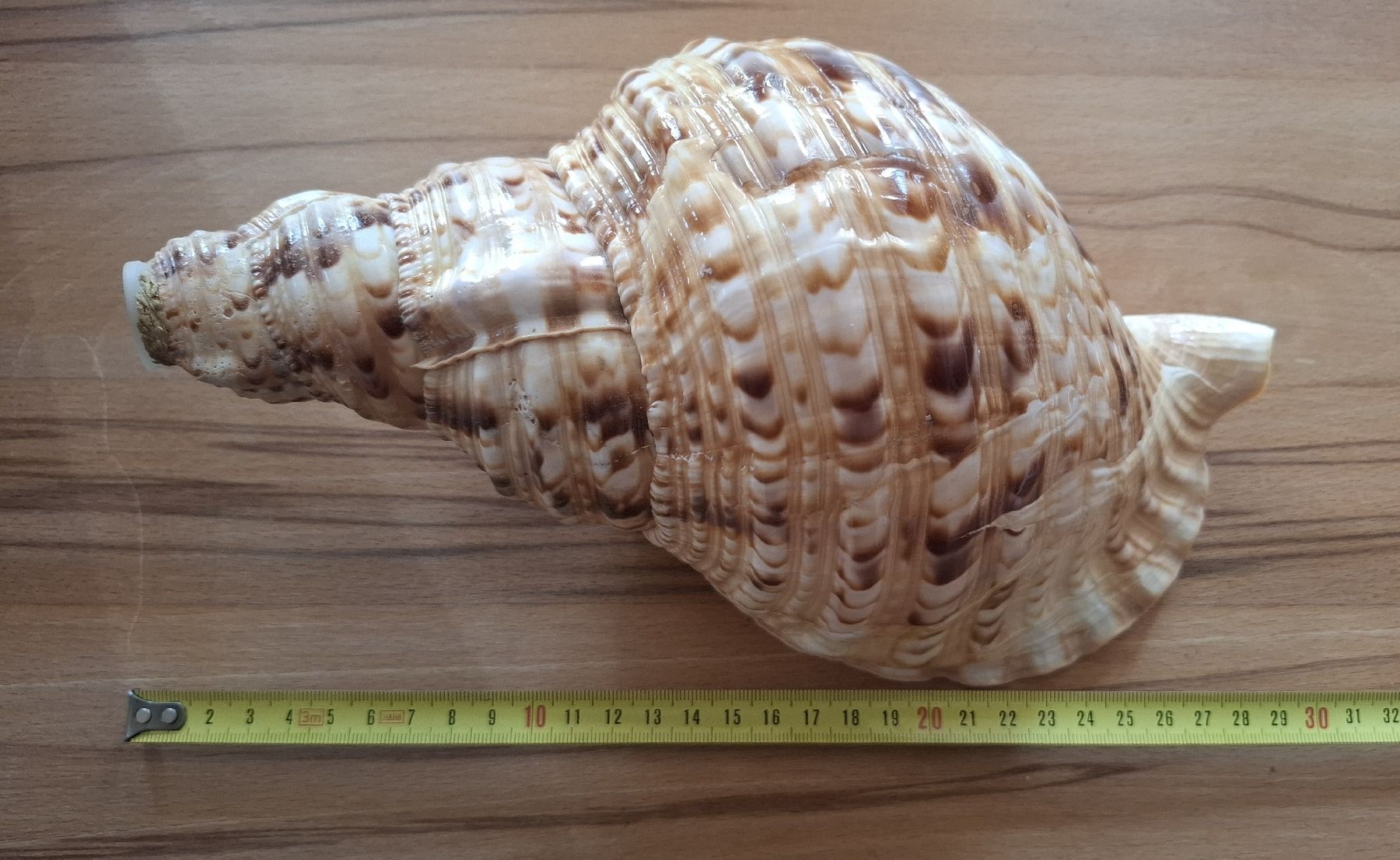 Strumenti musicali: Tritonshorn Blasmuschel – Usato da Marbach SG venduto da Mmyway 5