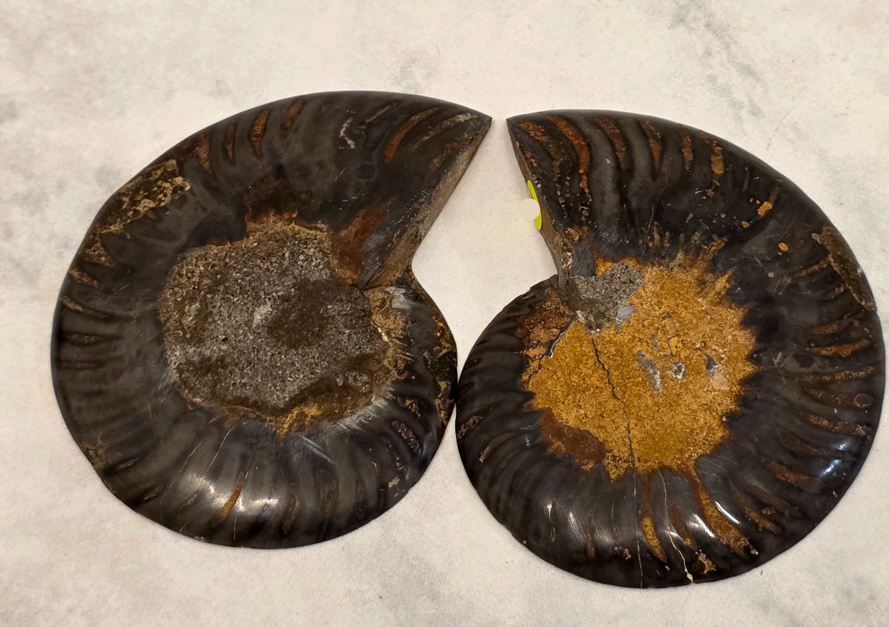 Fossili: Ammoniten Paar 124g – Usato da Matzingen venduto da Shay_Crystalz 2