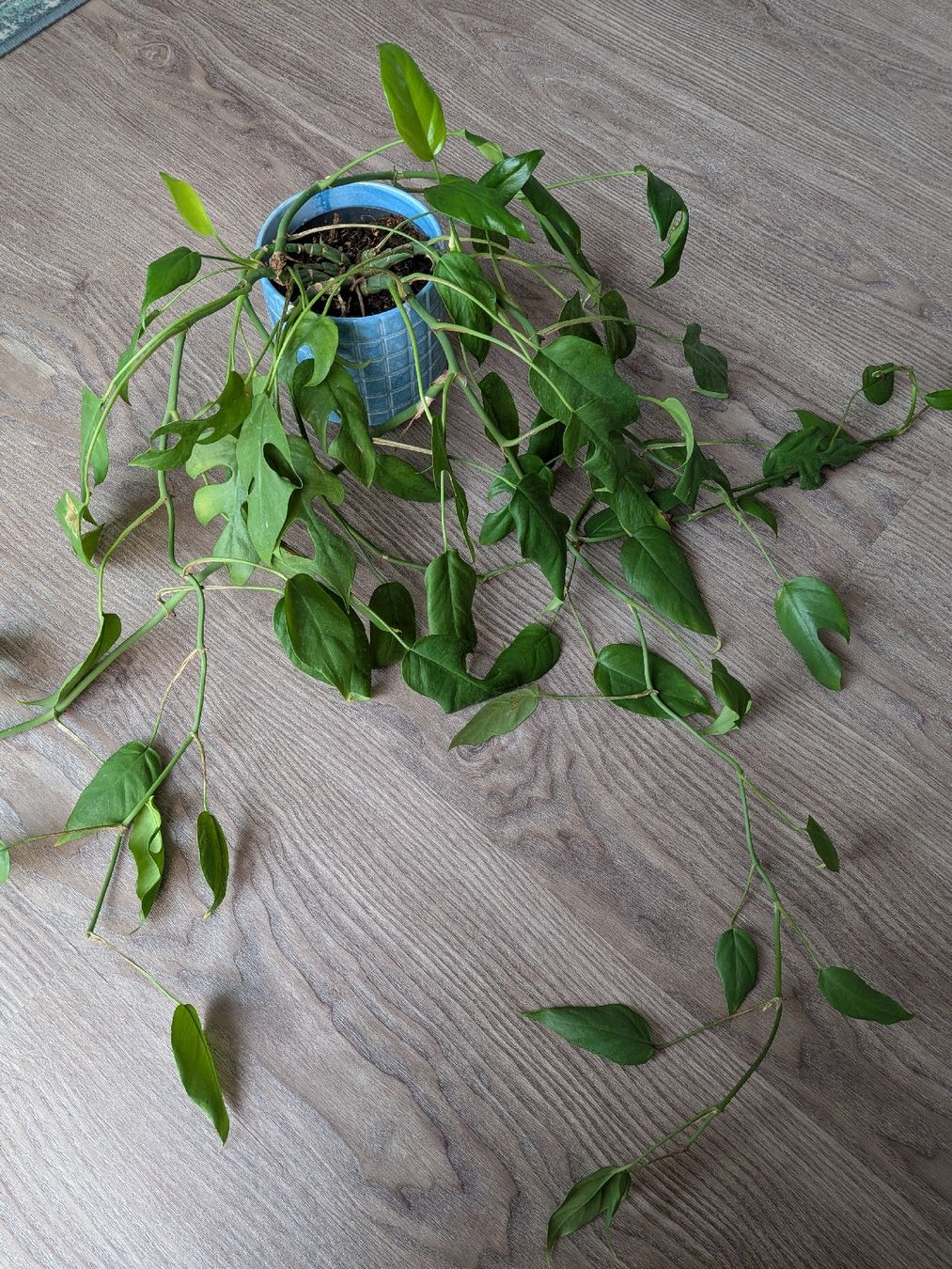 Piante & sementi: Rhaphidophora decursiva mit Übertopf – Usato da Thalwil venduto da moving_sell_26 1