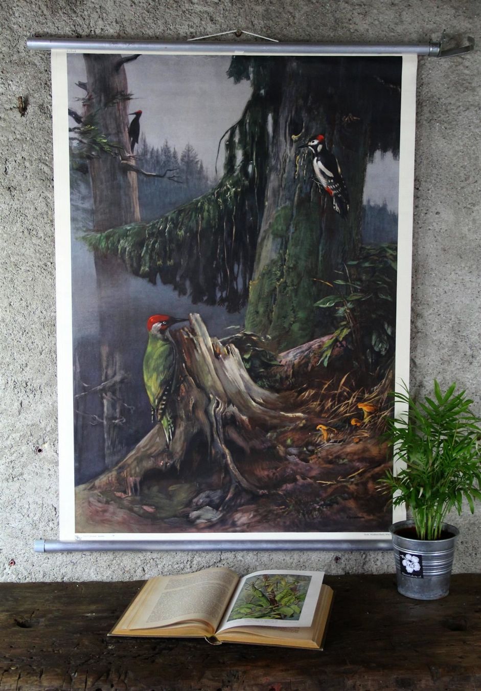 Posters & Illustrations: Schulwandbild "Spechte" – D'occasion à Birrwil par brandschatz_birrwil