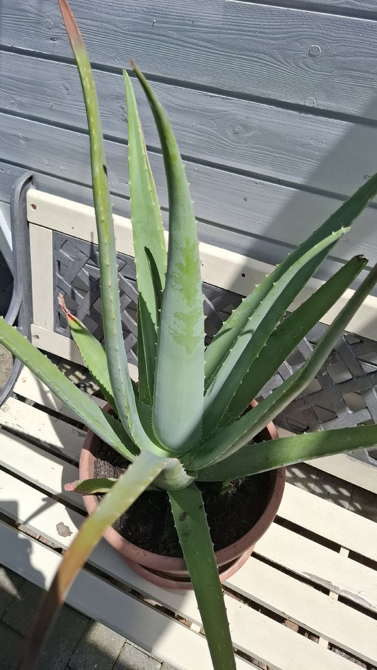 Piante & sementi: Grosse Aloe Vera Pflanze Topf  – Usato da Emmen venduto da Tigerlady 3