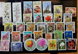 SUDAFRIKA -  Motive Blumen