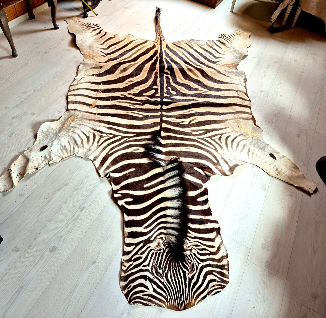 Il mondo degli animali: Veritable peau de zebre Burchell/ Echtes Burchell Zebrafell – Usato da Treyvaux venduto da Kbh2000