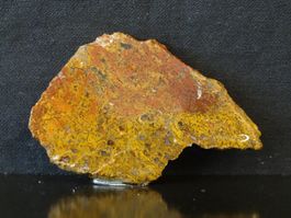 Versteinerter Dinosaurier Fossil KNOCHEN SCHEIBE UTAH USA