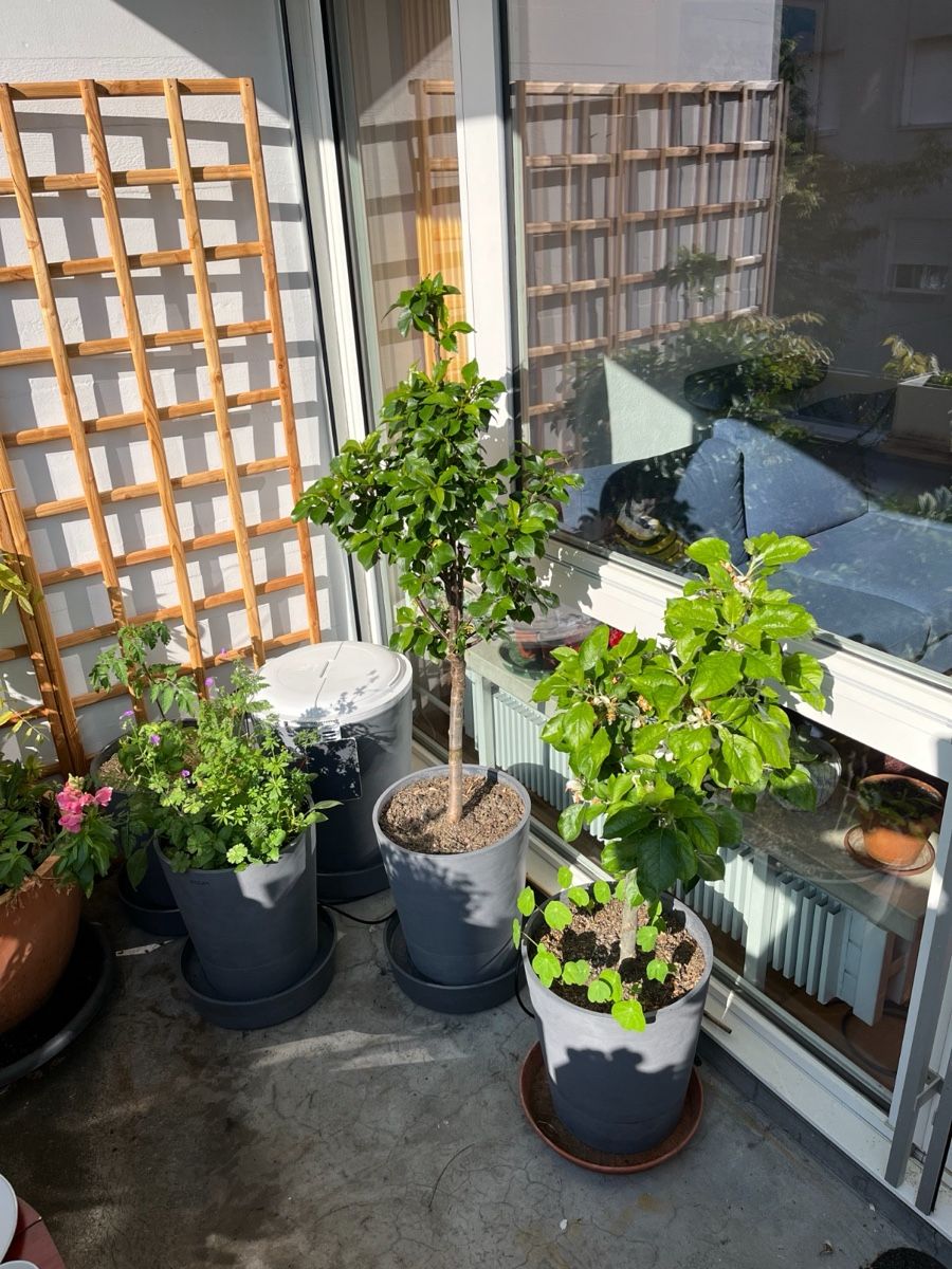 Vasi per fiori: BOUM Pflanzentöpfe mit Bewässerungssystem, Grau – Usato da Basel venduto da Roswitha91 1