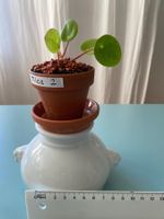 Pilea , Geldbaum Baby, Dollarpflanze 2