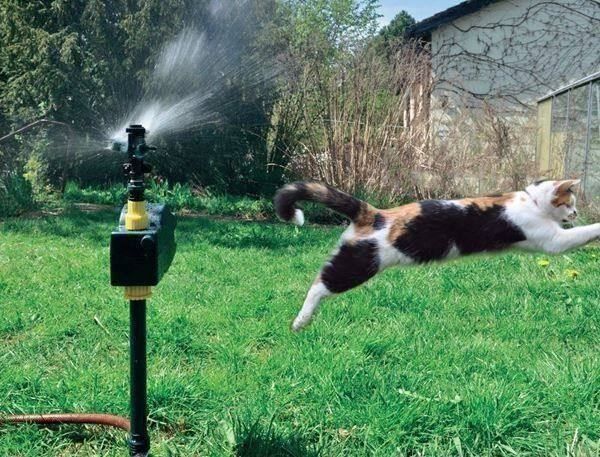 Katzen mit Wasser vertreiben / ganz natürlich