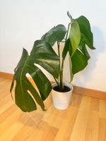 Monstera deliciosa 🌱