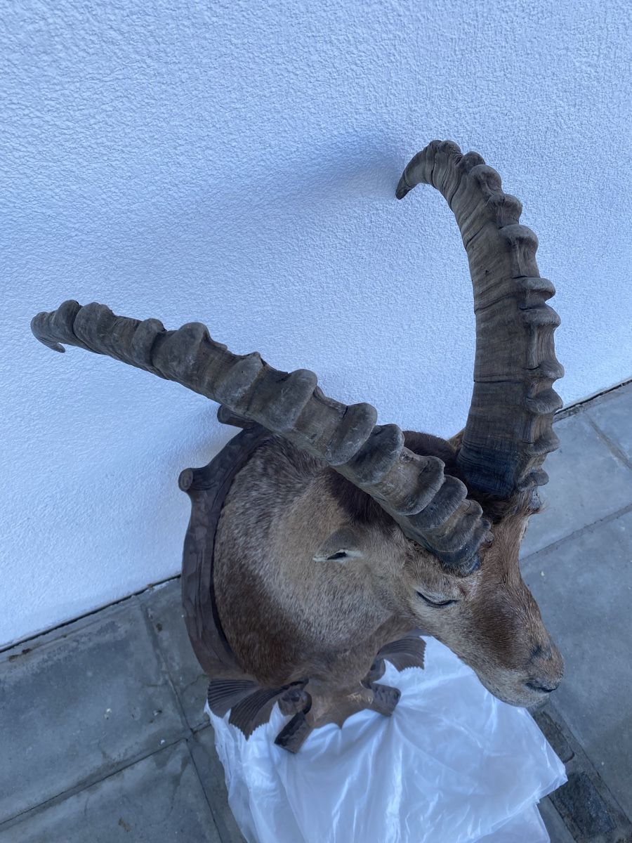 Welt der Tiere: Steinbock – Gebraucht aus Castiel von gamsli1000 6