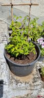 Clematis Pflanze, Sommerblume, Topf, guter Zusta...