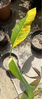 Musa acuminata papua yellow, grün-gelbe panaschierte Banane
