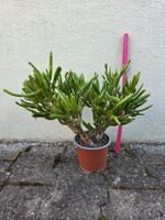 Crassula ovata "Gollum" / Geldbaum / "Shreköhrchen"