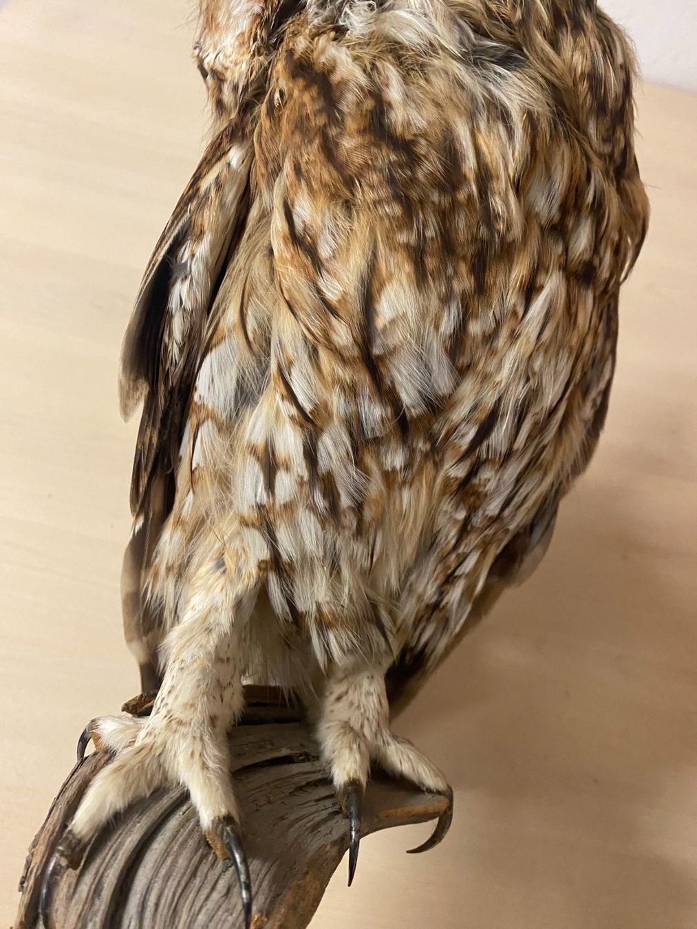 Il mondo degli animali: Waldkauz Präparat – Usato da Gerolfingen venduto da Regenbogen88 6