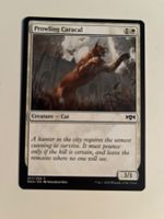 1 x Prowling Caracal - Magic: The Gathering - MtG