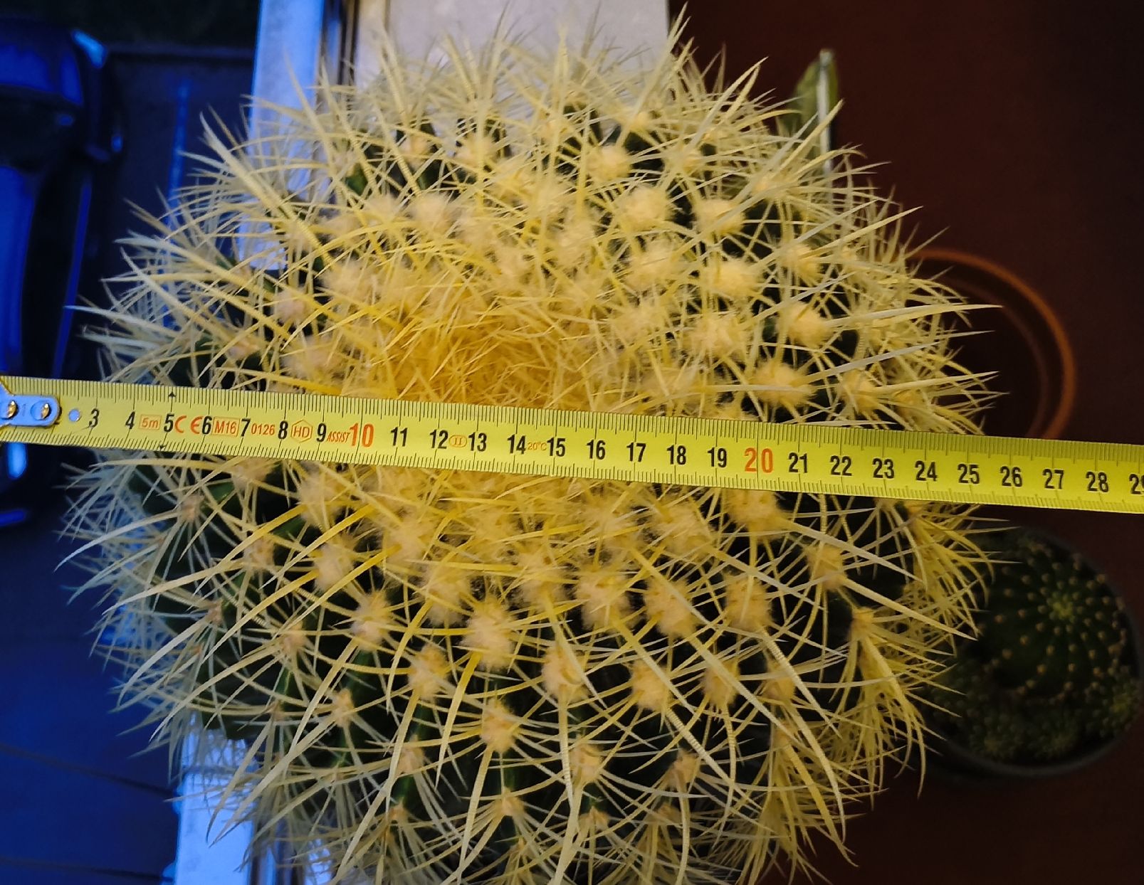 Piante & sementi: Grosser Kaktus, 30cm Topf – Usato da Konolfingen venduto da S1000RR-Karin 1