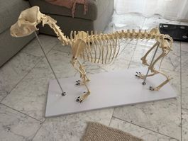 Hundeskelett natürliche Grösse Olaf und Hundeschädel
