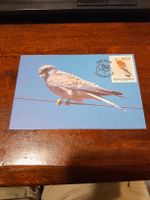 Carte postale rare - Bophuthatswana 1989 - Faucon crécerelle