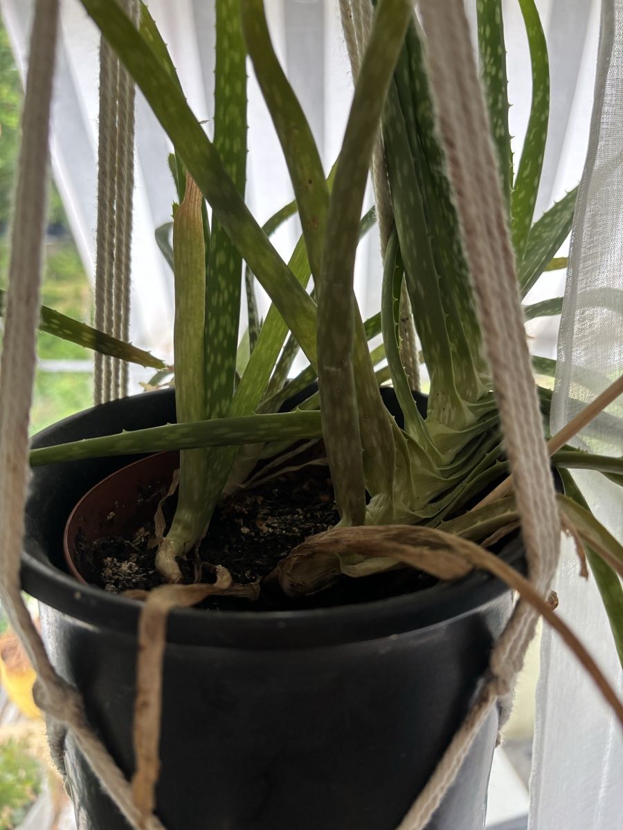 Piante & sementi: Aloe Vera mit Übertopf  – Usato da Zürich venduto da wie_p6fw 1