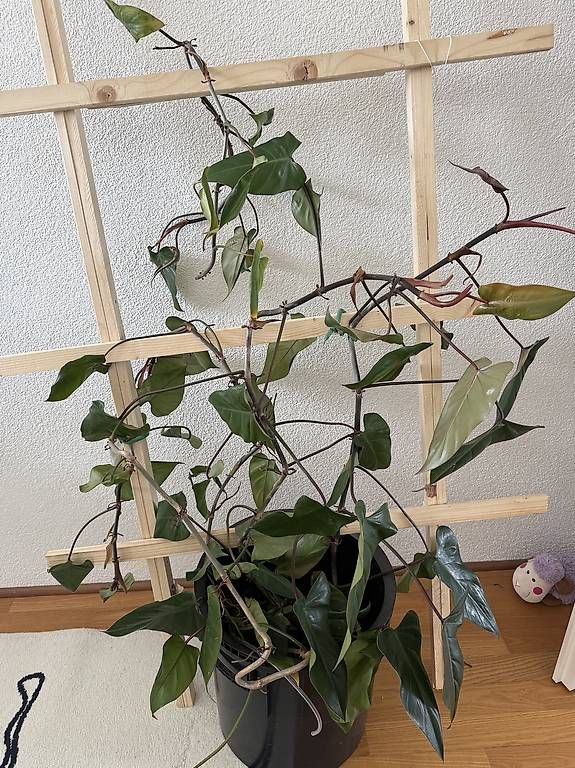 Piante & sementi: Ableger Steckling philodendron red emerald Zimmerpflanze – Usato da Stachen venduto da maf_5cnd