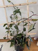 Ableger Steckling philodendron red emerald Zimmerpflanze