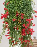 50 cm ↕️ “AESHYNANTHUS Kletterpflanze