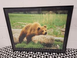 Wandbild "Bär"
