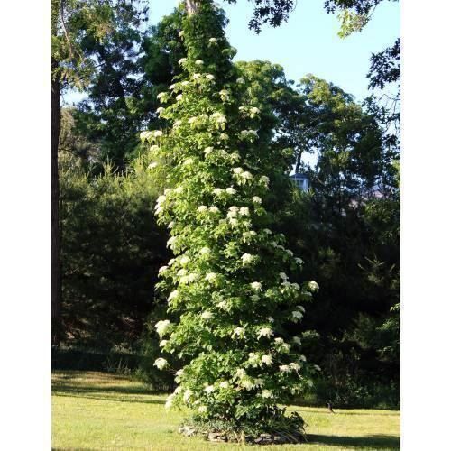 Piante & sementi: Hortensia grimpant 2 PLANTS – Nuovo (secondo la descrizione) da Bremblens venduto da FIBONACCI369 2