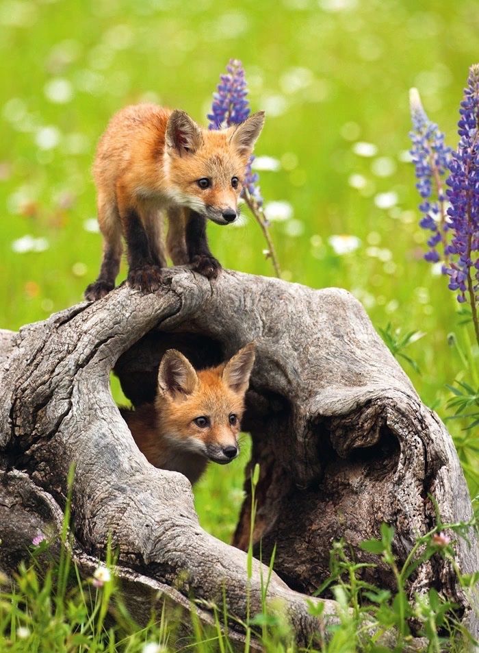 Ravensburger Puzzles: Puzzle 300 Teile XXL – Neu und originalverpackt aus Waldstatt von wundertuete1 1