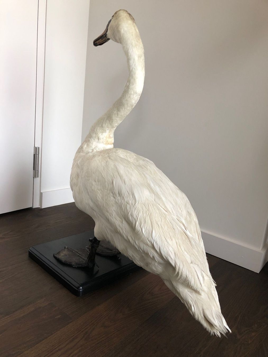 Welt der Tiere: Schwanpräparat - Taxidermie – Gebraucht aus Zürich von inga65 4