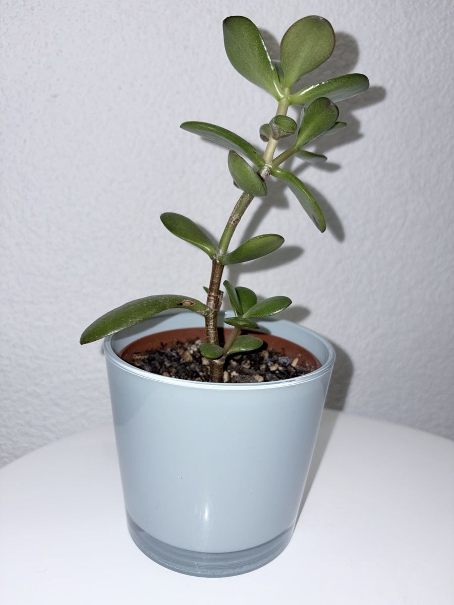 Plantes & graines: Crassula ovata with glass ceramic cache pot – D'occasion à Kilchberg ZH par malibubeach