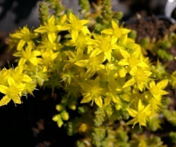 Piante & sementi: Sedum Immergrüner Mauerpfeffer – Nuovo (secondo la descrizione) da Ibach venduto da chaemilochhobbygarte
