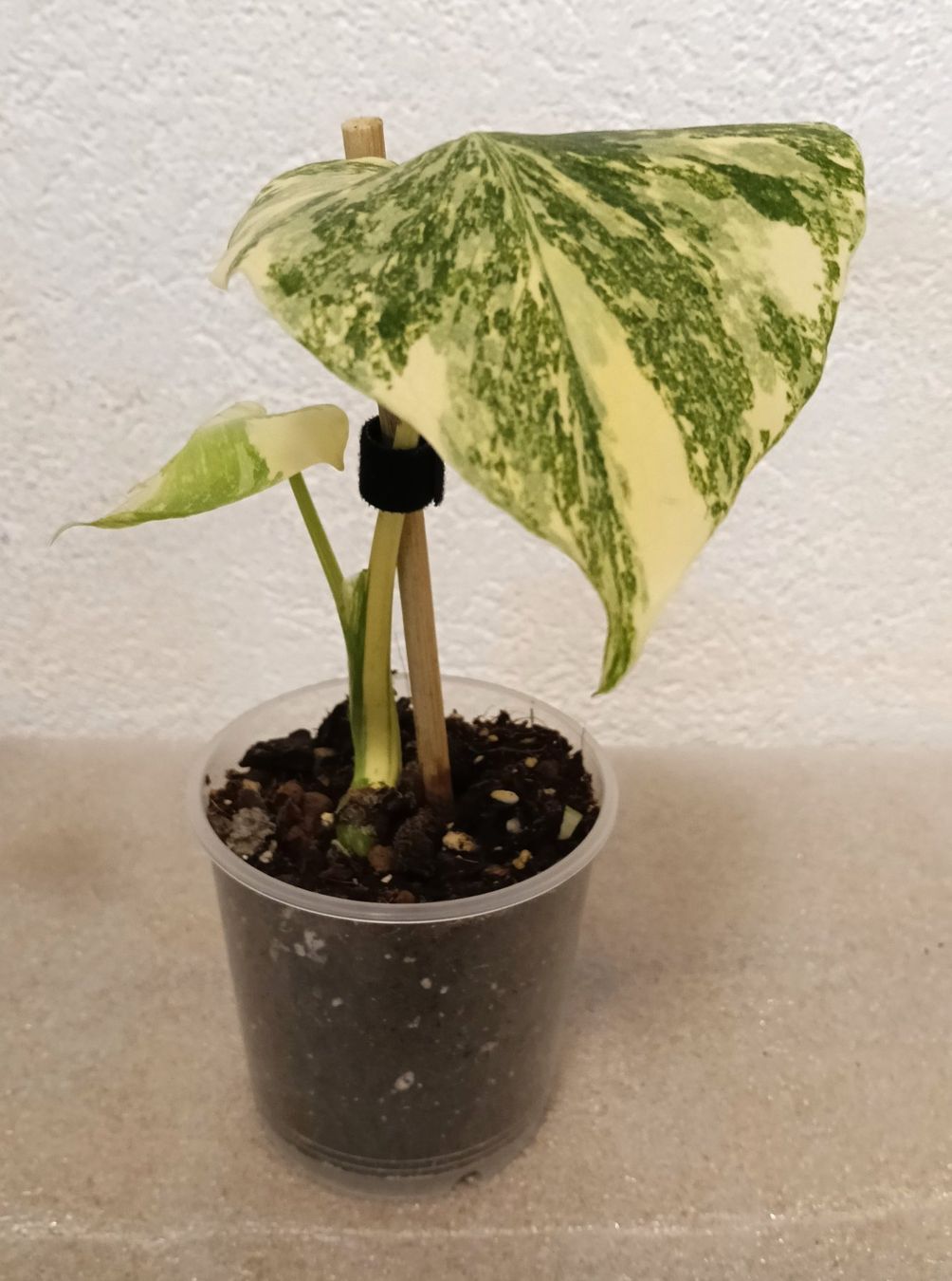 Piante & sementi: Monstera Legacy – Nuovo (secondo la descrizione) da schöftland venduto da UniquePlants 1