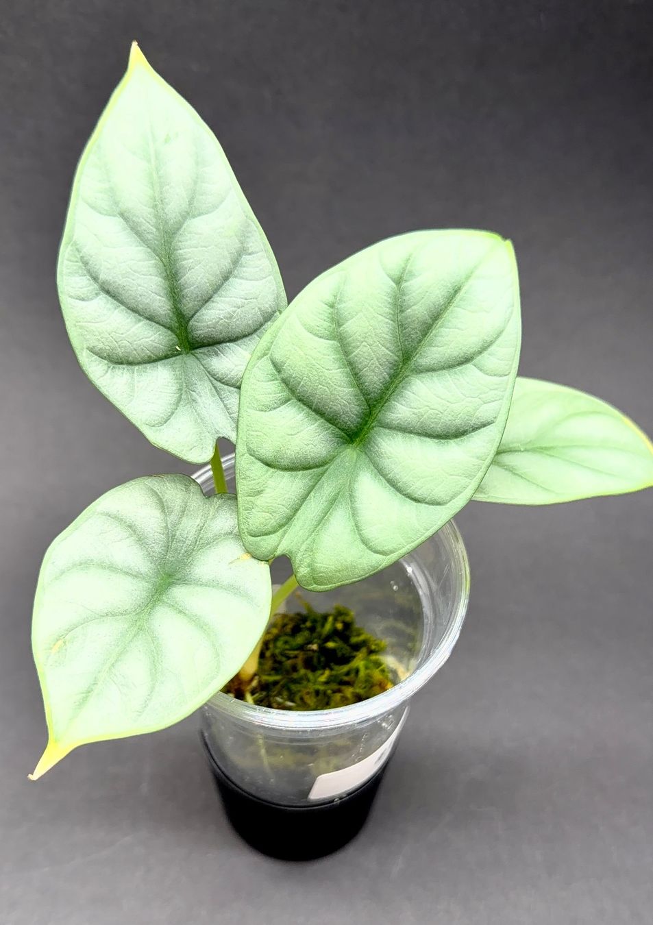 Pflanzen & Samen: 🌿 Alocasia 'Silver Dragon' #1 – Gebraucht aus Basel von jpquast 1