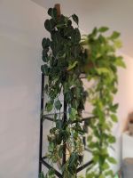 Philodendron scandens Brasil