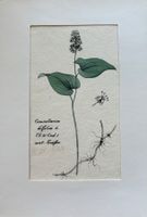 Lithographie um 1800, Botanik, RAR!
