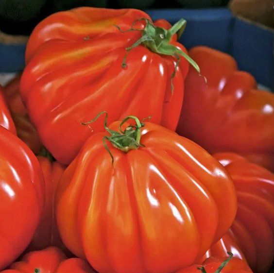 Pflanzen & Samen: TOMATE Pera d'Abruzzo / 5 Samen – Neu (gemäss Beschreibung) aus Hinteregg von ERFOLG78