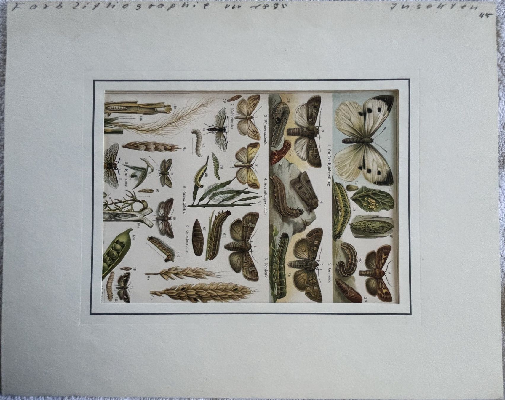 Grafica & Litografie: Farblithographie von 1895, Insekten – Usato da Birmenstorf AG venduto da tritonius 2
