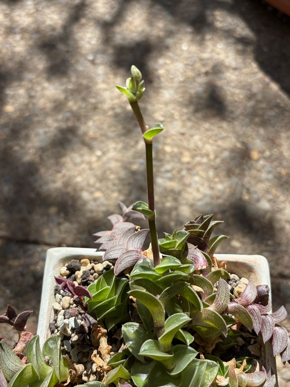 Plantes & graines: Callisia - Tradescantia navicularis – Neuf (Voir description) à Winterthur par Aniger 3
