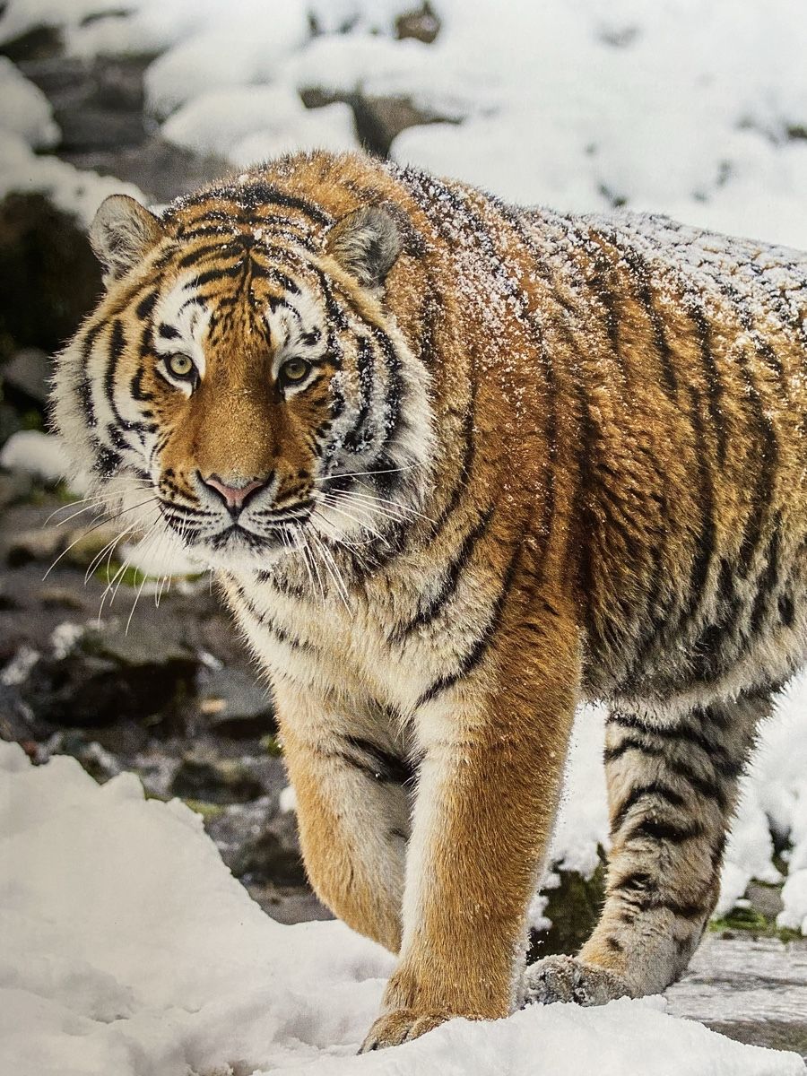 Libri: Informatives Tierbuch Zooführer, Neu! – Nuovo e nell'imballaggio originale da Wetzikon ZH venduto da Louisiana-Girl 7